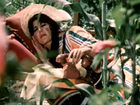   - "   " (1975)
