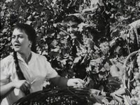 " " (1959)
