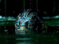 Кто получит «Оскар» 
фотографии