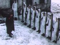    (1975) 
