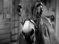    (1951) -  2