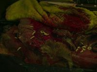. ظ  (2023) -  45