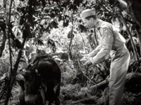  (1950)