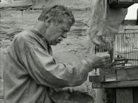   (1967) 
