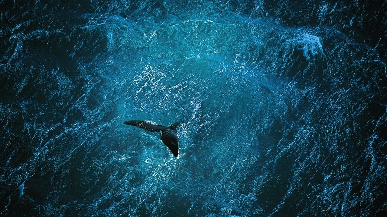 Жизнь в океане видео 6 класс. Yann Arthus-Bertrand. Океан вид сверху.