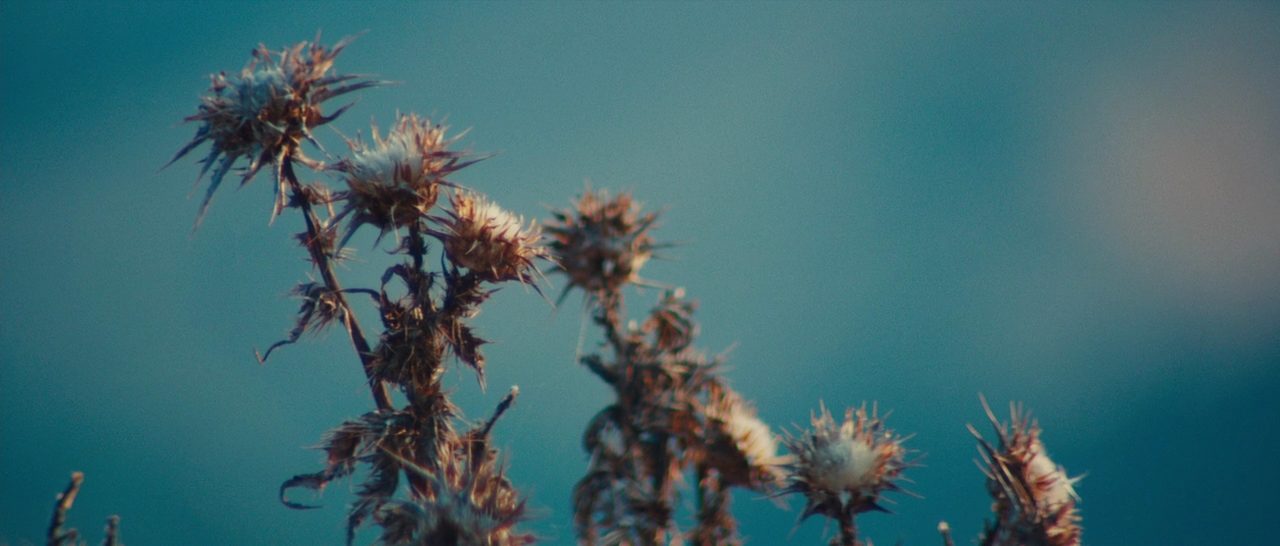 Z -   (2015)