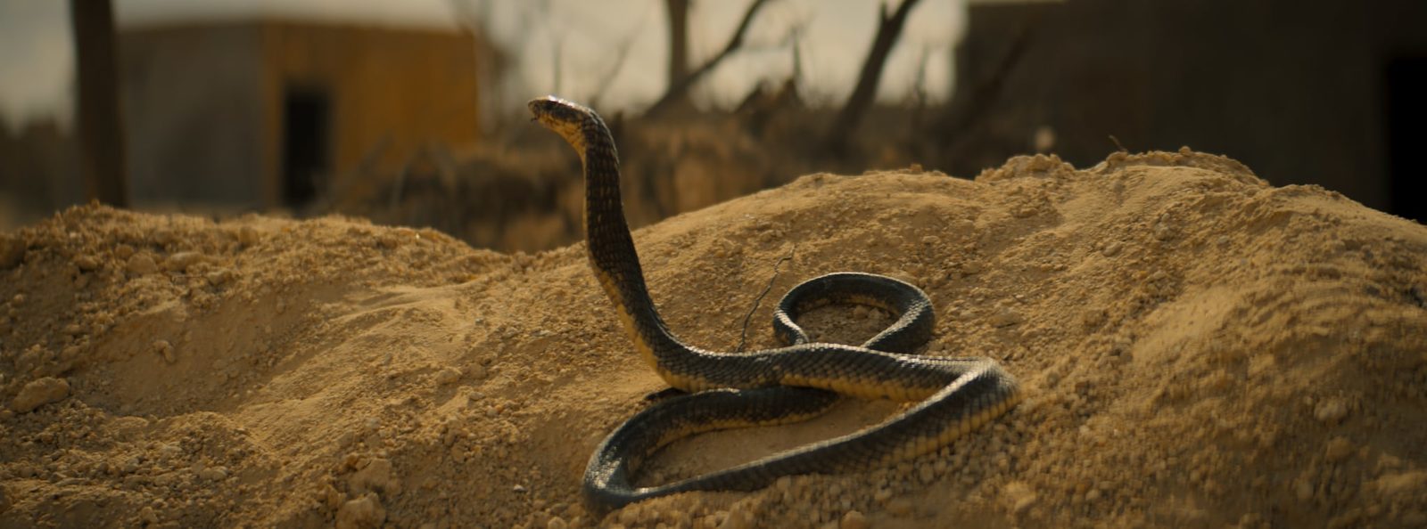     (2024)