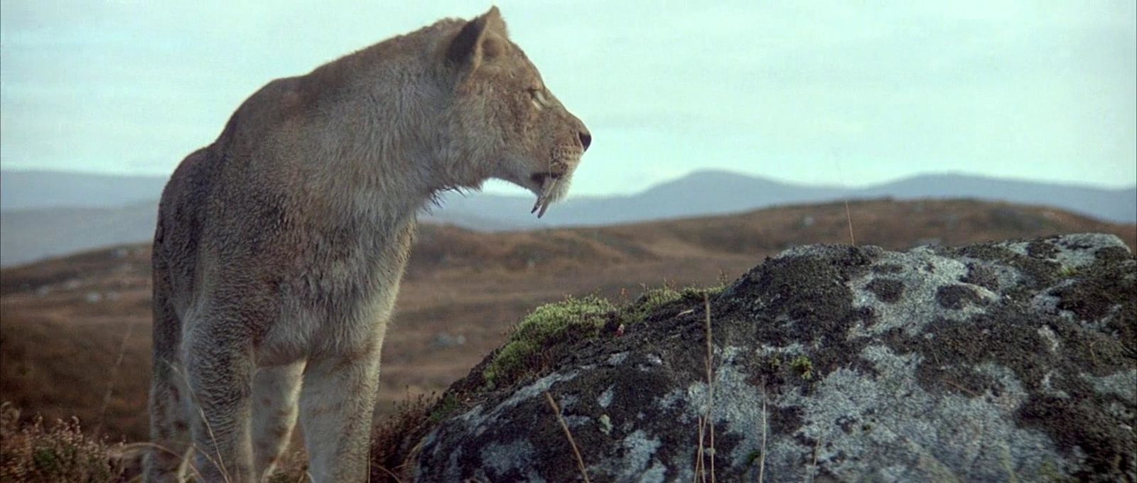    (1981)