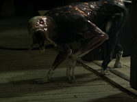   (2019)