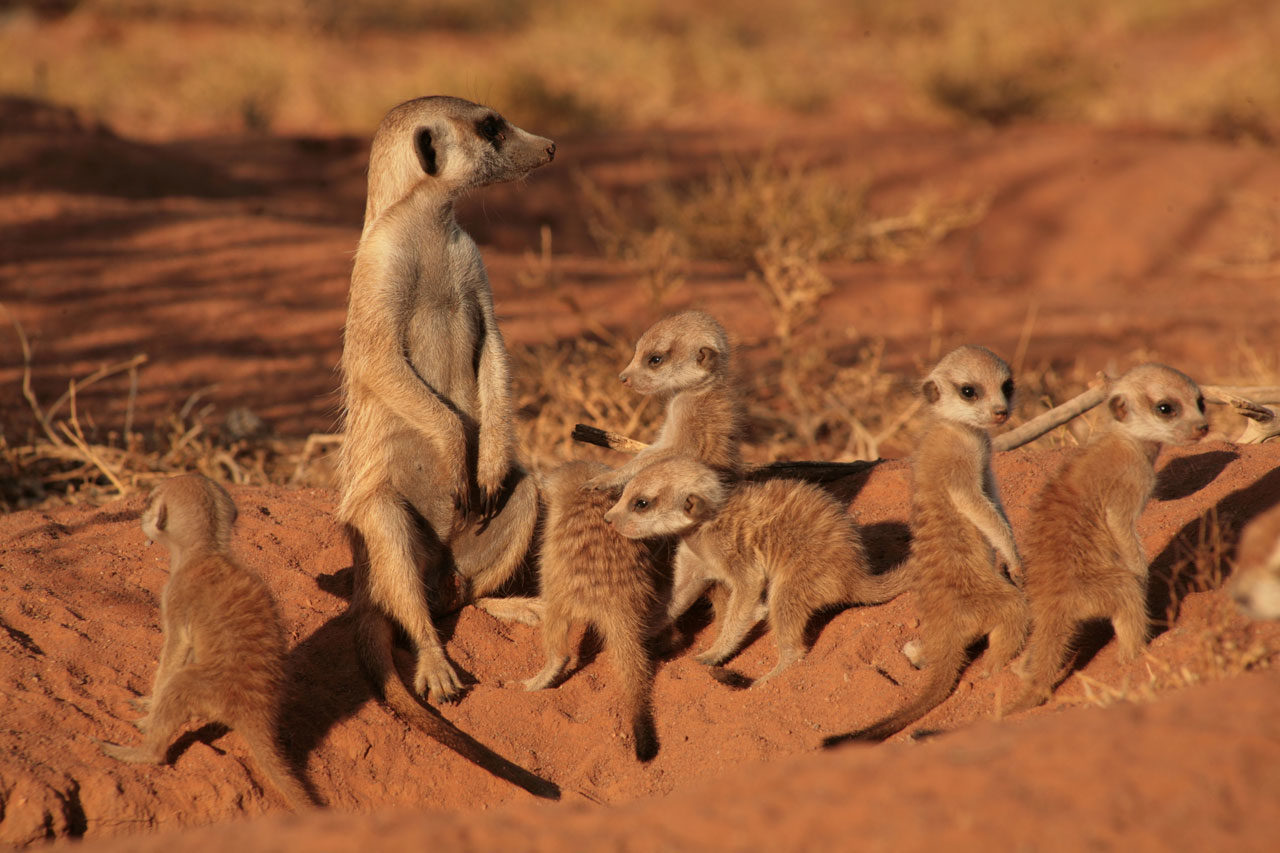 Сурикат сколько живут. Сурикаты the Meerkats, 2008. CD сурикаты the Meerkats, 2008. Африканский сурикат. Сурикаты ареал.