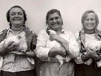    (1972) 
