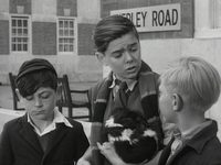    (1953) 
