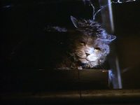   (1991)