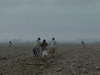 Italian Best Shorts 5:    (2023) 

