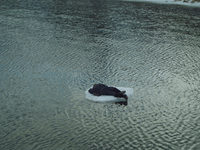 ˸ (2021)