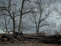   (2016) -  12