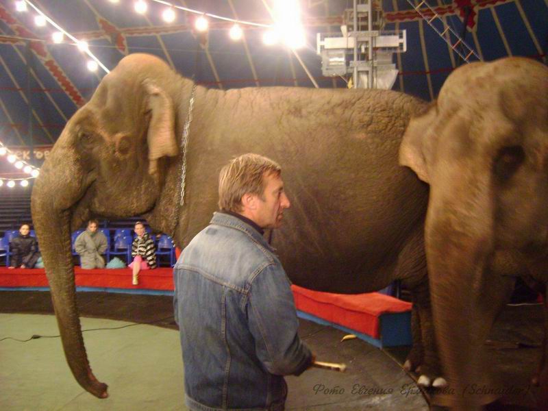 Elephant 2003