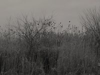   (2021) -  57