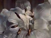   (-) (1964) -  11