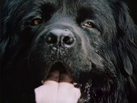  (1987) -  5